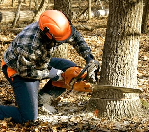 Tree Removal in Randolph, VT